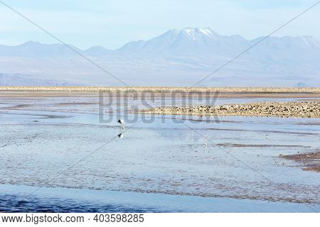 The Beautiful Chaxa Lagoon
