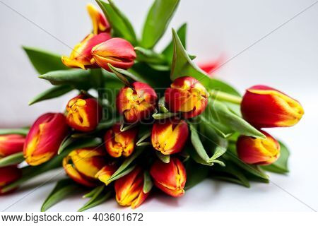 Beautiful Tseti Tulips And Roses On A Light Background