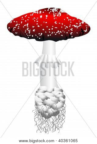 Amanita