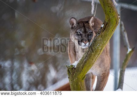 The Cougar (puma Concolor) Is A Large Felid Of The Subfamily Felinae. It Is Native To The Americas