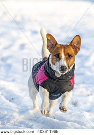 Cute Famaly Jack Russell Terrier In A Pink Vest Runs On The Ice In A Snowy Forest, Vertical