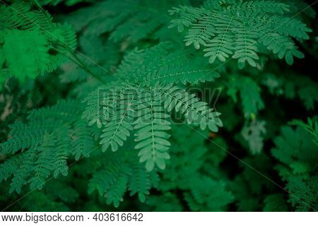 White Leadtree Leaves (leucaena Leucocephala) - Close Up Detail Of White Leadtree Leaves, Fresh Whit