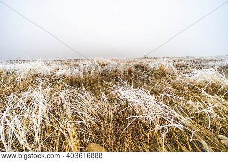 Wild Field In Winter