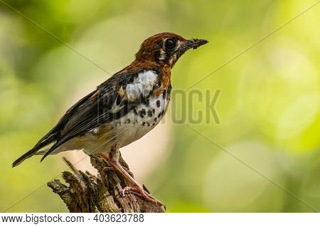 Nature Wildlife Bird Of Chestnut-capped Thrush Perched In A Tree