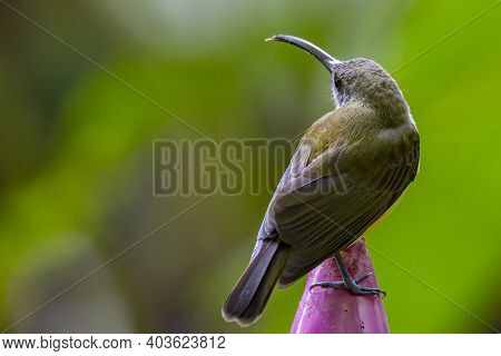 Nature Wildlife Footage Of Little Bird On Banana Flower.little Spiderhunter( Arachnothera Longirostr