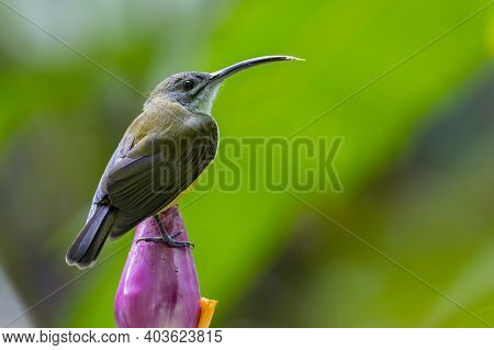 Nature Wildlife Footage Of Little Bird On Banana Flower.little Spiderhunter( Arachnothera Longirostr