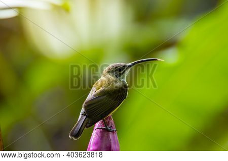 Nature Wildlife Footage Of Little Bird On Banana Flower.little Spiderhunter( Arachnothera Longirostr