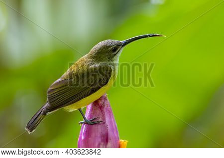 Nature Wildlife Footage Of Little Bird On Banana Flower.little Spiderhunter( Arachnothera Longirostr