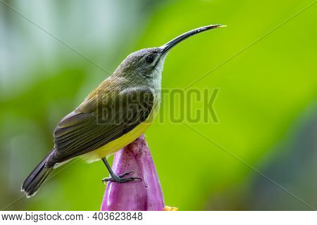 Nature Wildlife Footage Of Little Bird On Banana Flower.little Spiderhunter( Arachnothera Longirostr