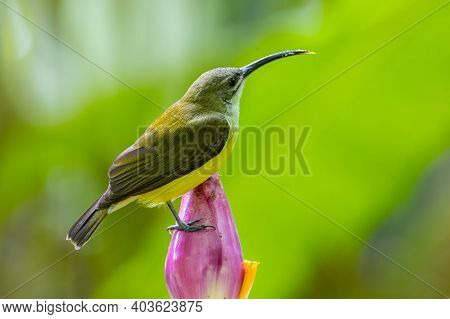 Nature Wildlife Footage Of Little Bird On Banana Flower.little Spiderhunter( Arachnothera Longirostr