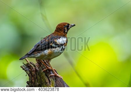 Nature Wildlife Bird Of Chestnut-capped Thrush Perched In A Tree
