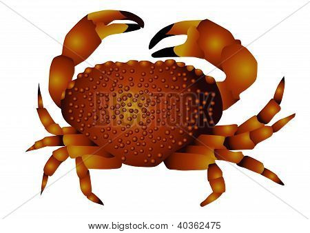 Krab