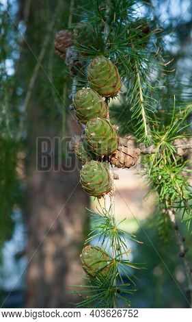 Chinese Larch (Larix potaninii) cones in International Larix Arboretum at Coram Experimental Forest, Montana