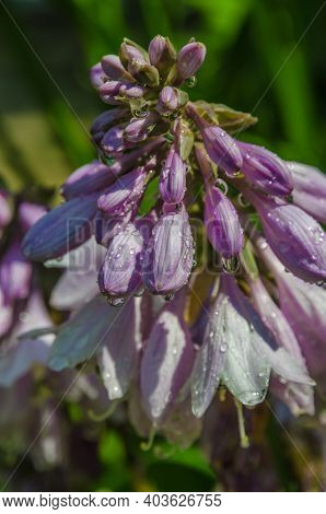 Hosta Bressingham Blue In Sunlit On Dark Background