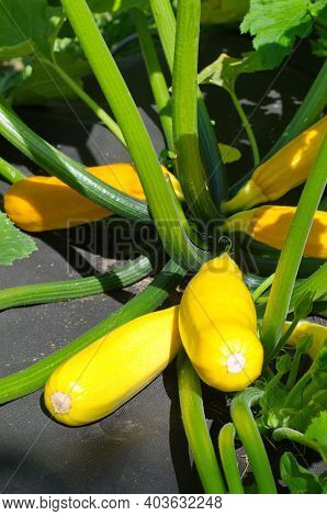 Yellow Zucchini Grow In A Bed Covered With Black Nonwoven Fabric