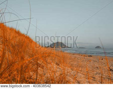 Sand Dunes And Maram Grass Close Up In Morning Sun