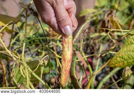 Young Womans Hand Picks A Ripe Dry Pod Of A Long Bean. Harvesting Legumes During.