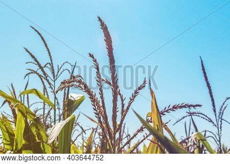 Spikelets Or Panicles Located On Top Of A Corn Plant In A Field. A Look At The Tops Of Corn Plants A