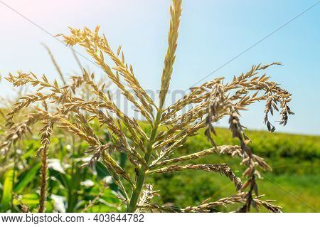 Spikelets Or Panicles Located On Top Of A Corn Plant In A Field. A Look At The Tops Of Corn Plants A