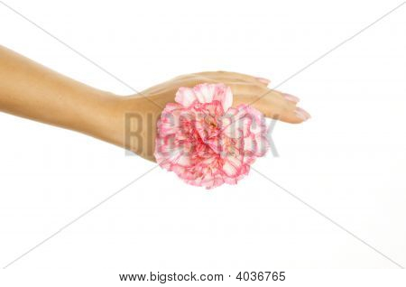 Smuk kvinde hånd med Pink levkøj