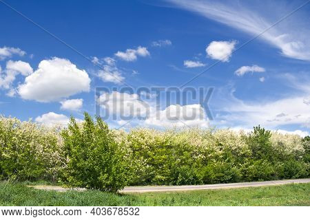 Blooming Trees White Acacia ( Robinia Pseudoacacia ) Against The Sky