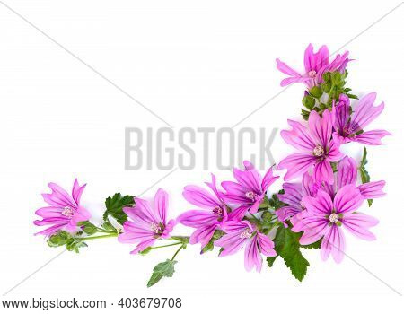 Bouquet Of Flowers Malope On A White Background With Space For Text