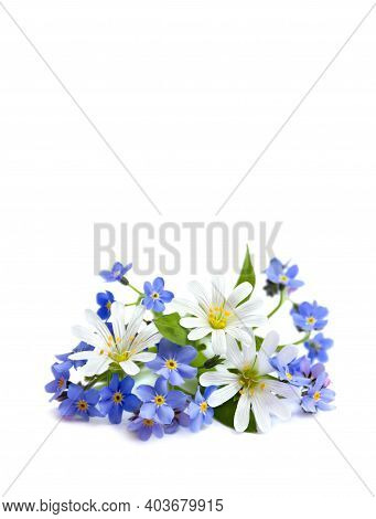 Bouquet Of Stellaria Holostea (or Addersmeat, Or Greater Stitchwort) And Forget-me-not On White Back