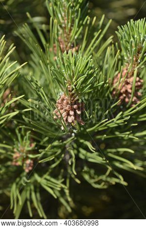 Dwarf Mountain Pine Mughus - Latin Name - Pinus Mugo Mughus