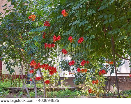 Bright Red Bunches Of Flowers Of The Weigela Shrub (latin Name), In The Area In Front Of The House