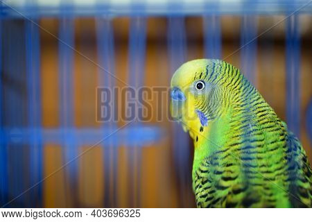 Budgie. Parrot. Green Budgerigar Sits In A Cage. Domestic Bird. Budgerigar In A Birdcage. Yellow-gre