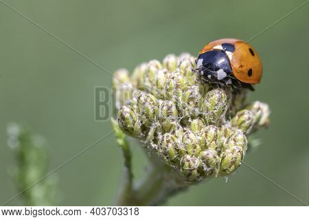 Close-up Image Of A Coccinella 7-punctata (seven-spot Ladybird) On Achillea