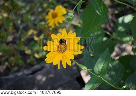 Bumble Bee Pollinating A Bright Yellow Heliopsis Helianthoides Cultivar (rough Oxeye, Smooth Oxeye O