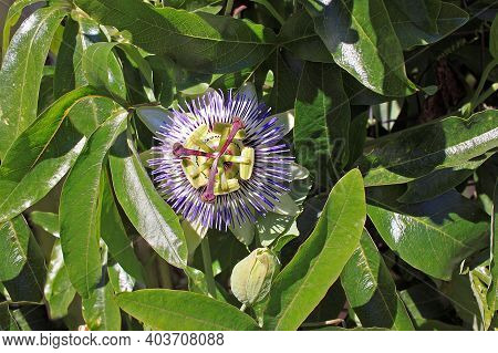 Passiflora Flower.they Are Tendril-bearing Vines, With Some Being Shrubs Or Trees. Passion Flowers P