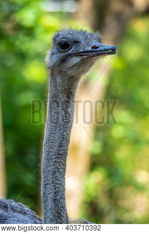 The Common Ostrich, Struthio Camelus, Or Simply Ostrich, Is A Species Of Large Flightless Bird Nativ