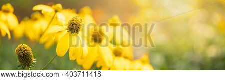 Closeup Of Nature Yellow Flower On Blurred Gereen Background Under Sunlight With Bokeh And Copy Spac