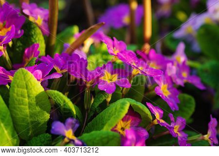 Multicolor Primrose Primula Vulgaris First Spring Flower Blossoming In March. Perennial Yellow Primr