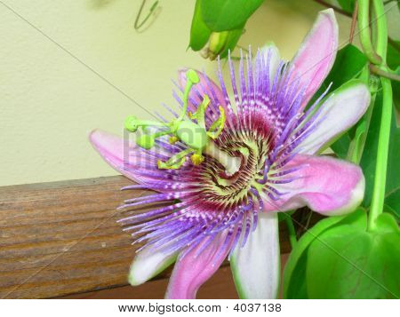 Passiflora Caerulea