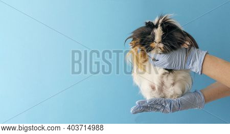 The Veterinarian Doctor Holds A Guinea Pig In His Hands On A Blue Background With Copy Space. Banner