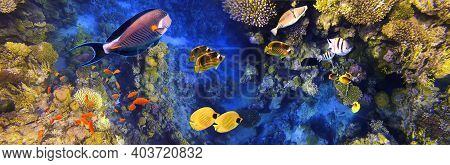 Arabian Sohal Surgeon Fish In The Natural Environment. Underwater Colorful Fishes At Coral Reef At R