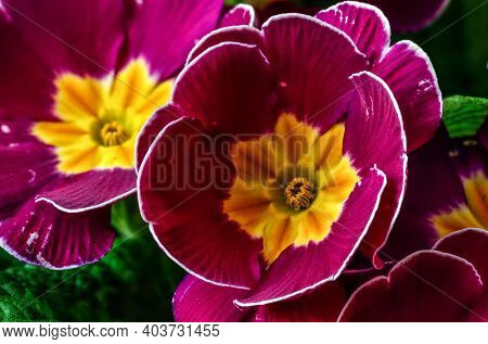Polyanthus Or Primrose