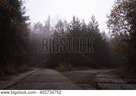 Dark Forest With Fog Trees And Cold Weather