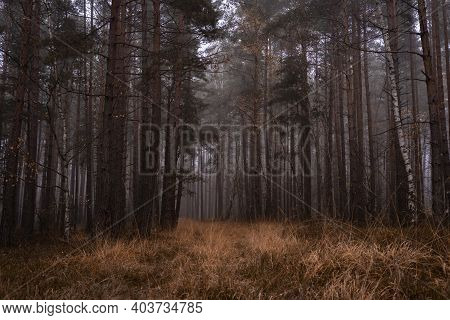 Dark Forest With Fog And Trees In Autumn