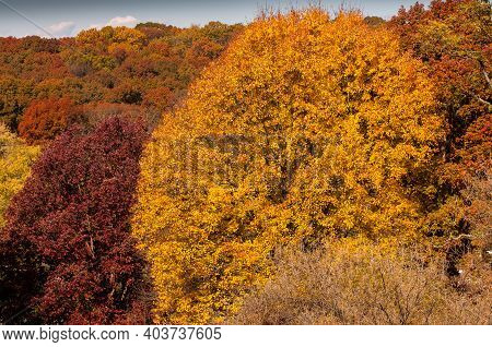 Fall Leaf Color Is A Phenomenon That Affects The Normal Green Leaves Of Many Deciduous Trees And Shr