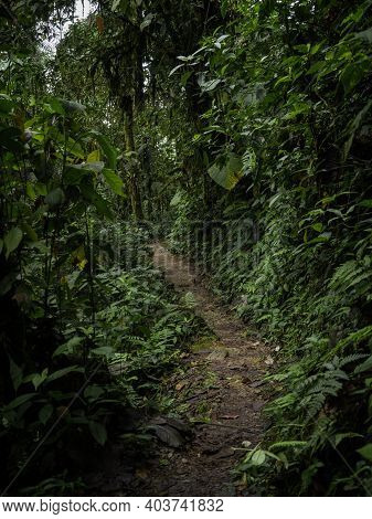 Panorama View Of Green Nature Hiking Trail Path In Tropical Rain Cloud Forest Mindo Valley Jungle Na