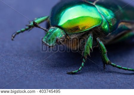 Macrophotography of beetle bronze, ?etonia aurata