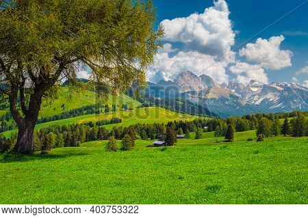Wonderful Alpine Spring Scenery With Flowery Green Fields And Pine Forest On The Hills, Alpe Di Sius