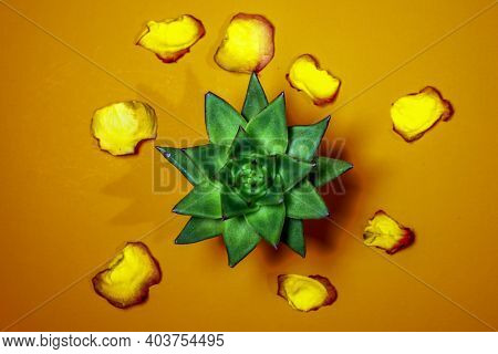 Castus with yellow and red rose petals on darh orange colored background