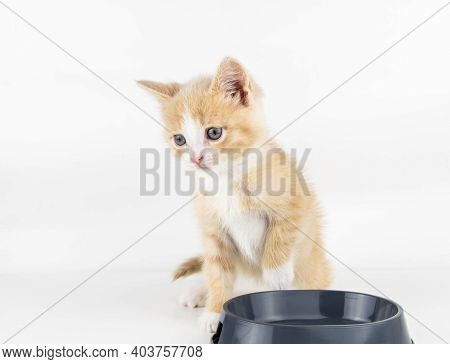 The Little Red Kitten Looks Into An Empty Bowl Against A White Background