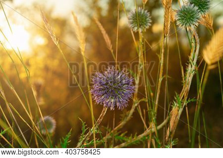 Globe Thistle Echinops Sphaerocephalus Blue Pointed Head Of A Blue Flower In The Field At Sunset In 