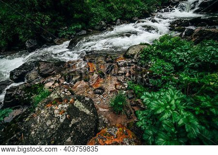 Atmospheric Green Forest Landscape With Mountain Creek. Beautiful Mystery Taiga With Wild River. Viv